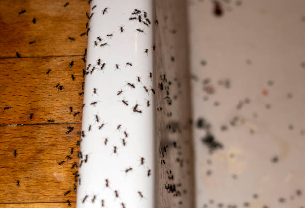 Best Affordable Pest Control Services  in Goodland, KS